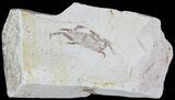 Fossil Pea Crab (Pinnixa) From California - Miocene #63724-1